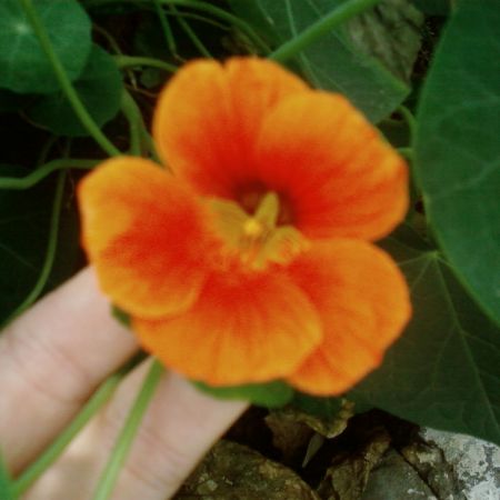 tropaeolum majus